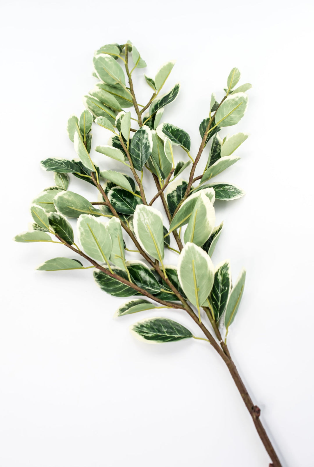 Japanese euonymus leaf spray - Greenery MarketFl6334 - GC