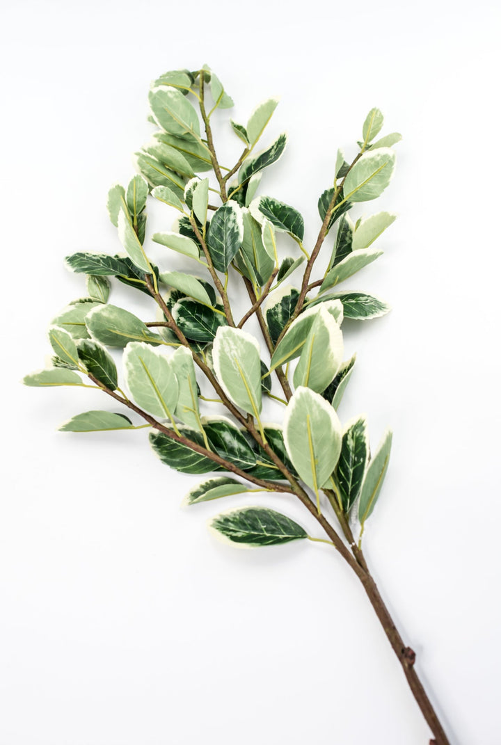 Japanese euonymus leaf spray - Greenery MarketFl6334 - GC