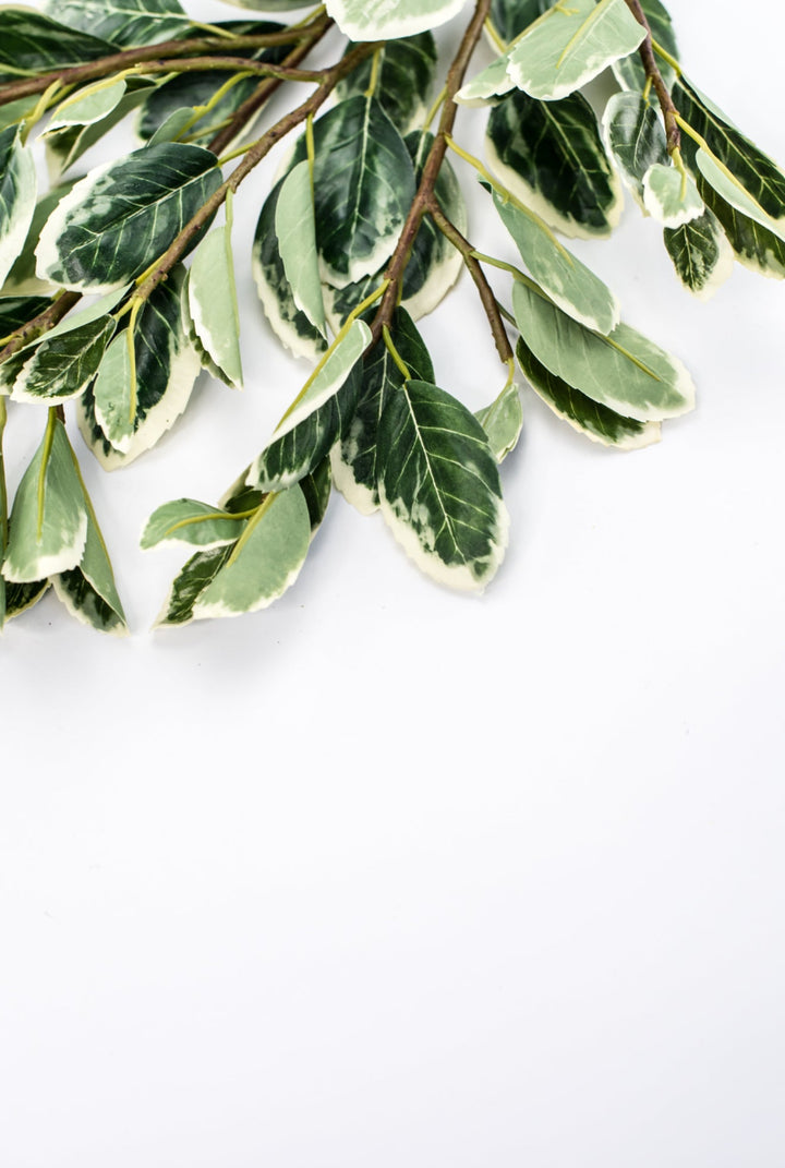 Japanese euonymus leaf spray - Greenery MarketFl6334 - GC