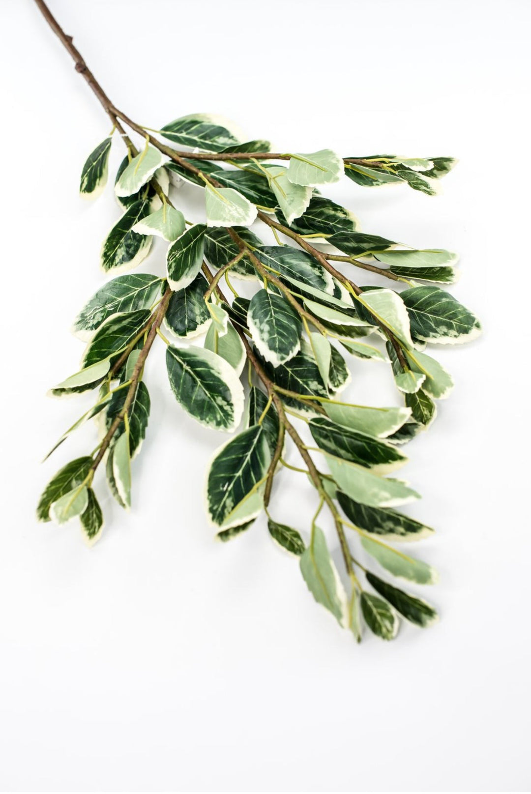 Japanese euonymus leaf spray - Greenery MarketFl6334 - GC