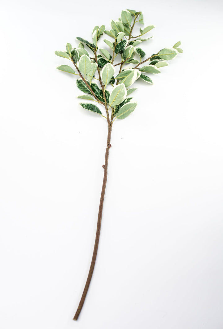 Japanese euonymus leaf spray - Greenery MarketFl6334 - GC