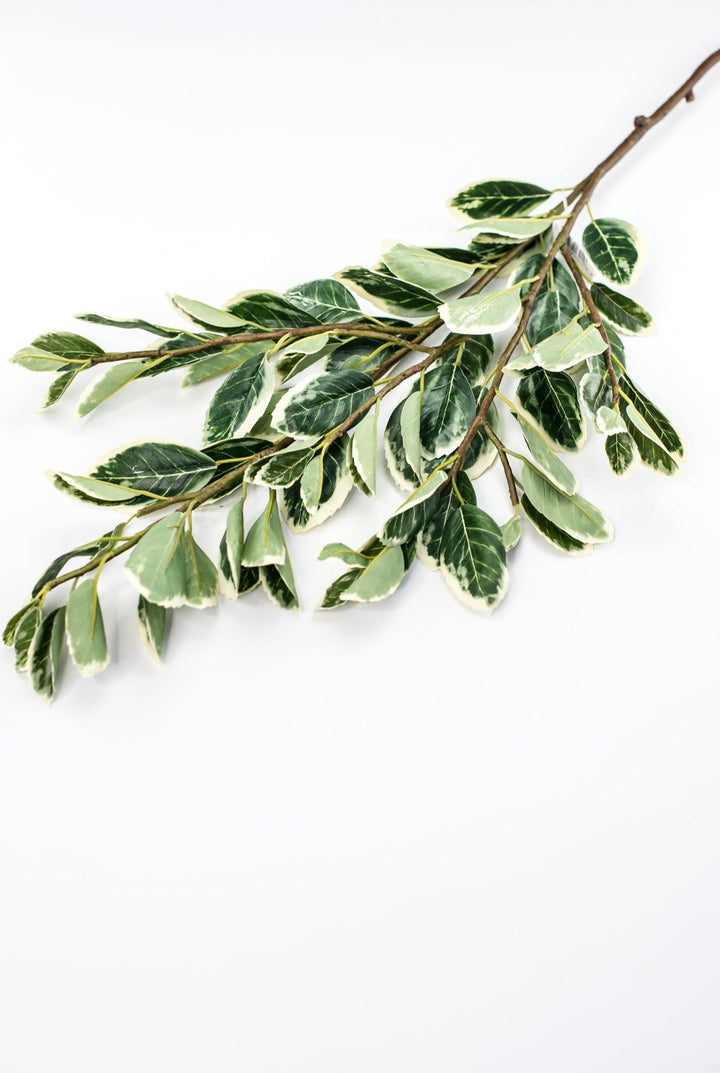Japanese euonymus leaf spray - Greenery MarketFl6334 - GC