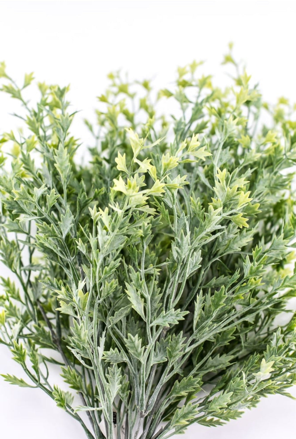 Kiwi greenery bush - Greenery Market26952