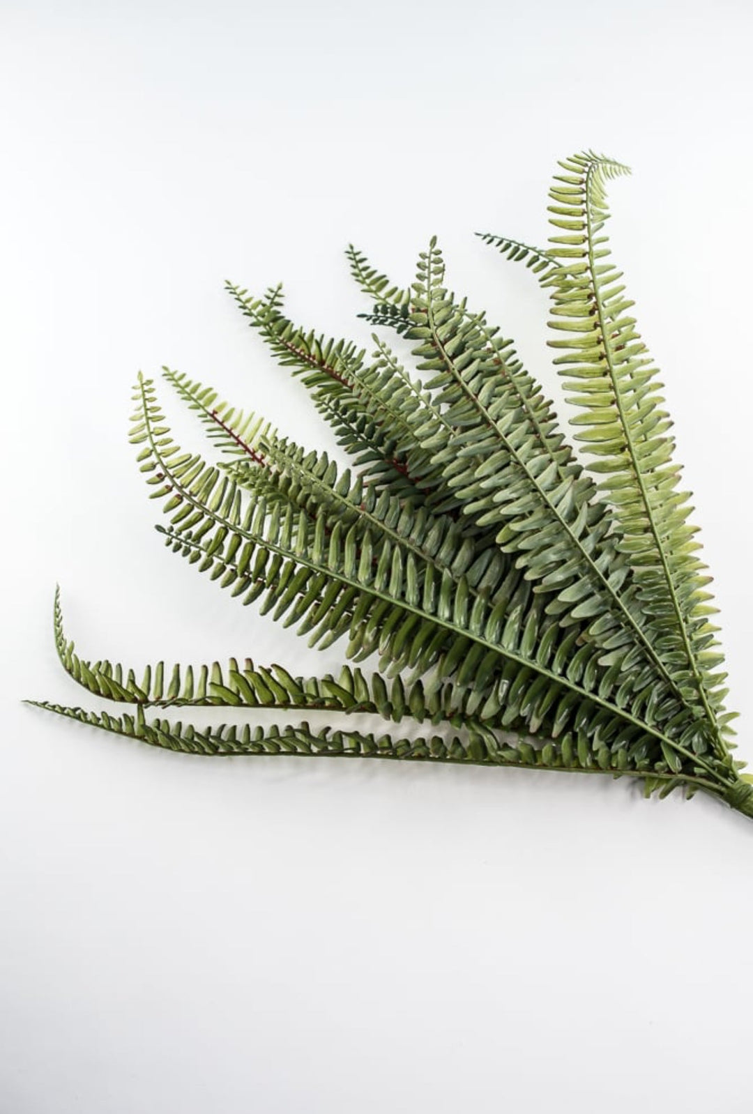 Large Fern bush green - 20” - Greenery MarketgreeneryFL6970 - G
