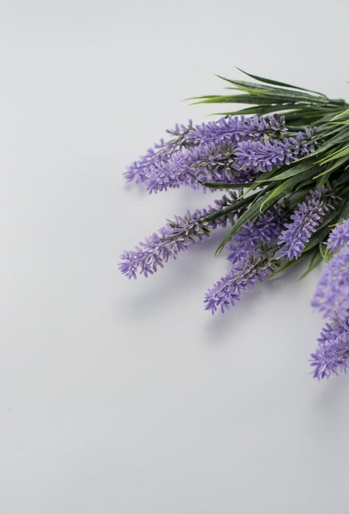 Lavender bush - lavender purple - Greenery Market26792