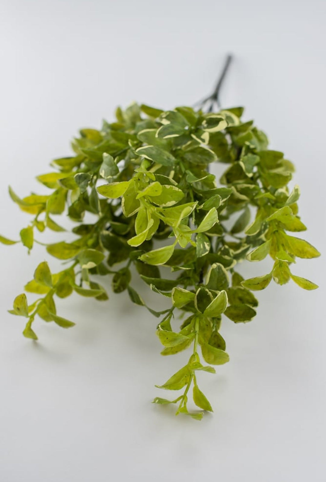 Leaf bush green cream edge - myrtle - Greenery Marketgreenery2320123GY