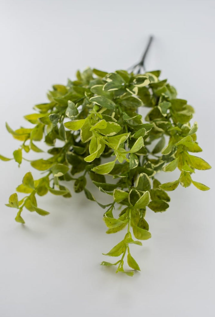 Leaf bush green cream edge - myrtle - Greenery Marketgreenery2320123GY