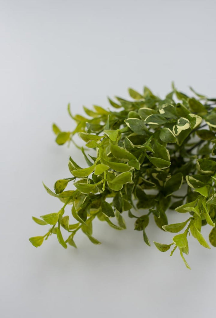 Leaf bush green cream edge - myrtle - Greenery Marketgreenery2320123GY