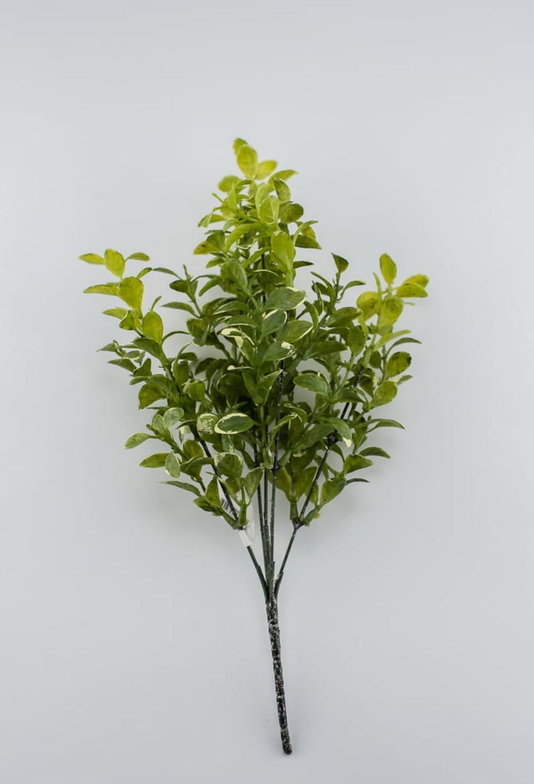 Leaf bush green cream edge - myrtle - Greenery Marketgreenery2320123GY