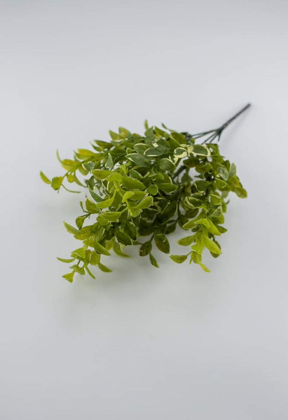 Leaf bush green cream edge - myrtle - Greenery Marketgreenery2320123GY