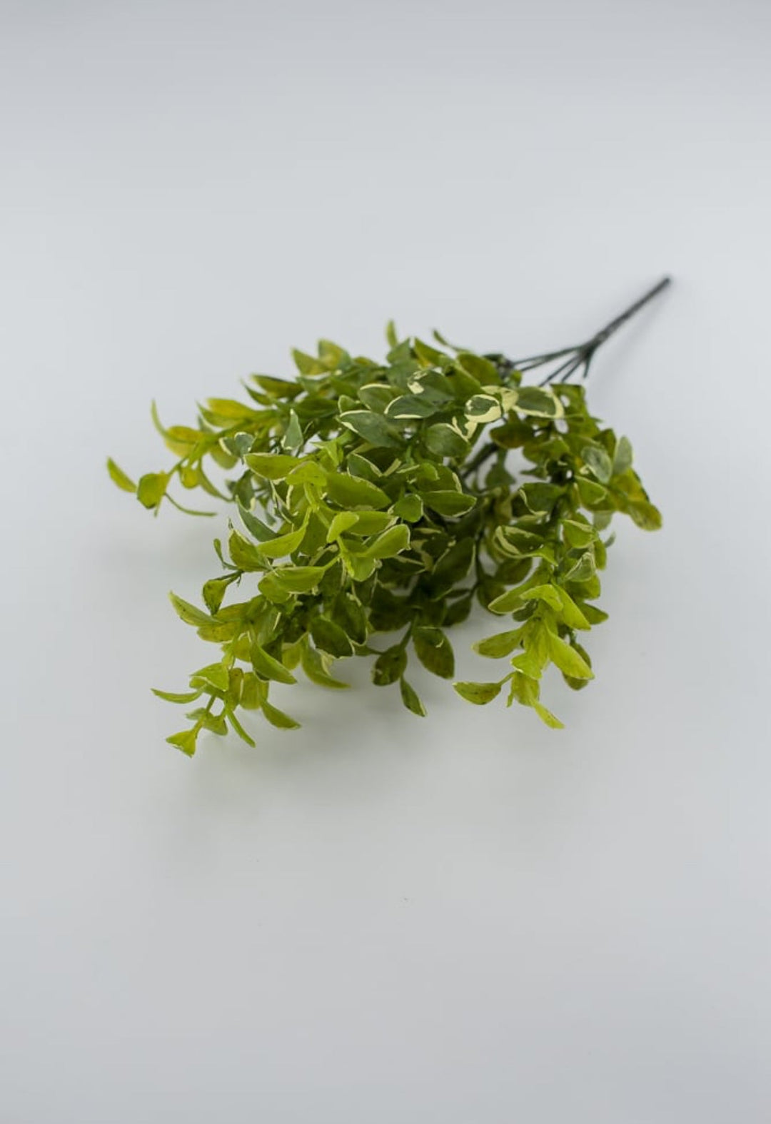 Leaf bush green cream edge - myrtle - Greenery Marketgreenery2320123GY