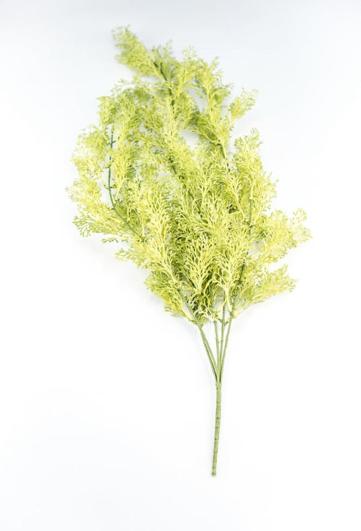 Light Green Coral Fern Hanging Bush - Greenery Market244540