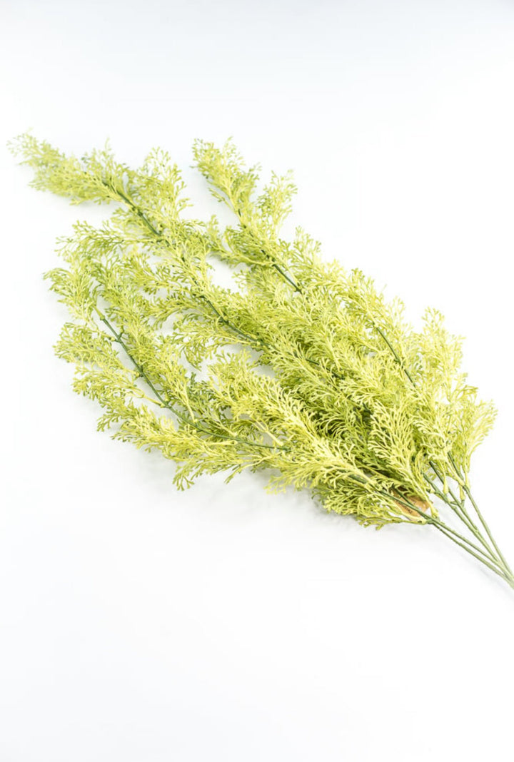 Light Green Coral Fern Hanging Bush - Greenery Market244540