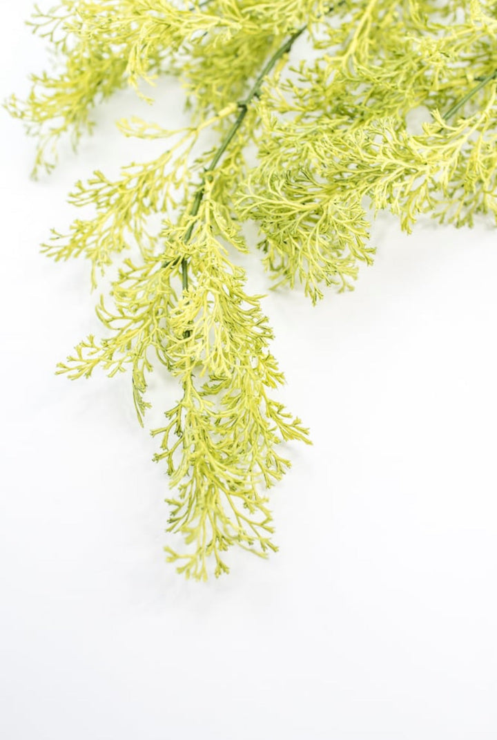 Light Green Coral Fern Hanging Bush - Greenery Market244540