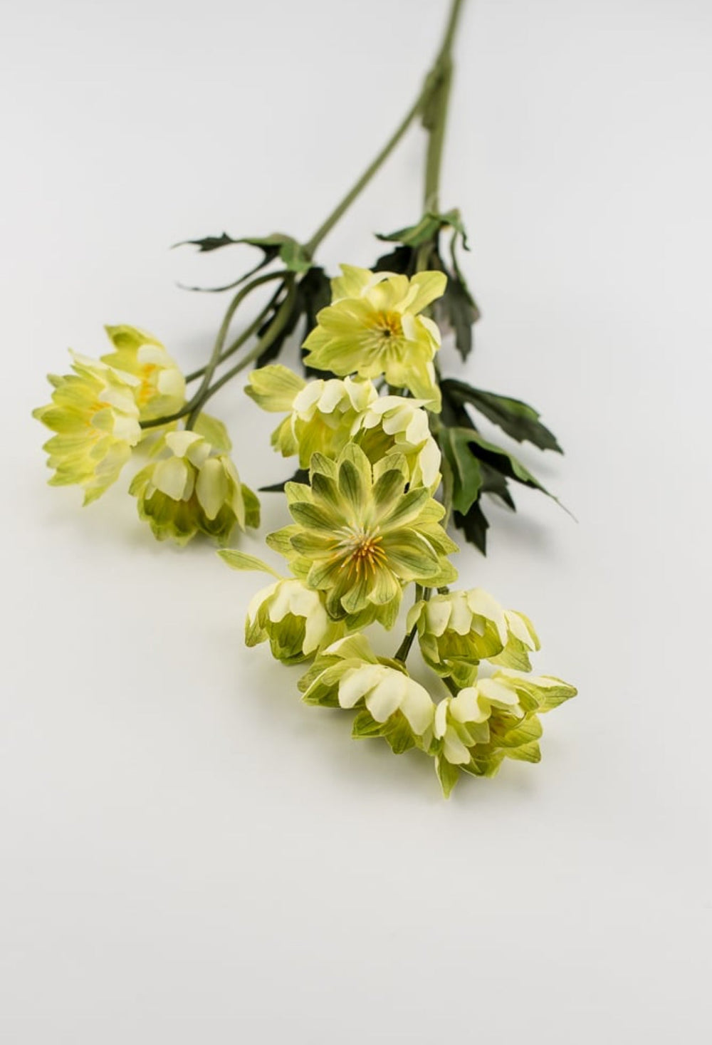 Lime green lewisia spray - Greenery Market5607 - G