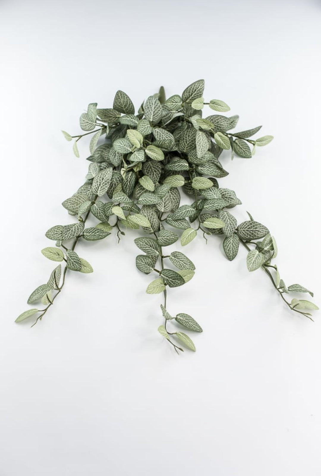 Mini fittonia hanging bush vine - Greenery Marketspring summer greeneryFL5699 - GC