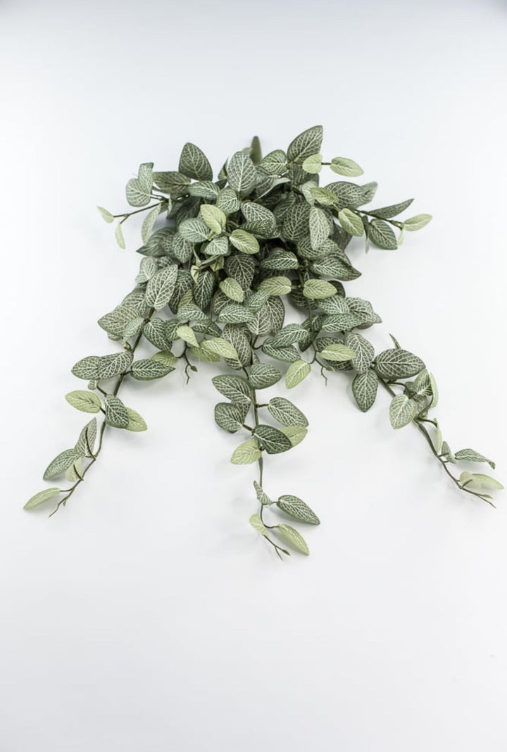 Mini fittonia hanging bush vine - Greenery Marketspring summer greeneryFL5699 - GC