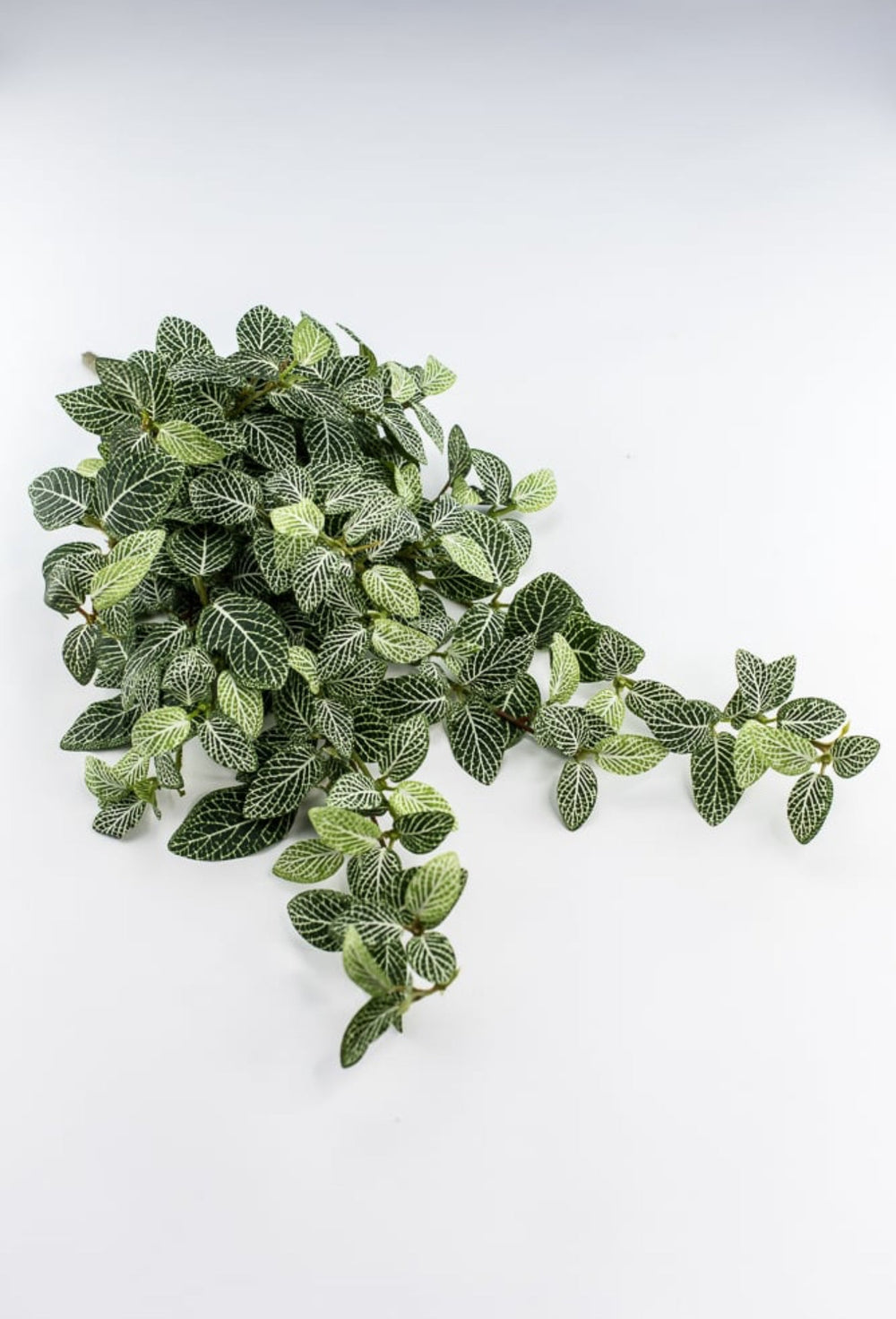 Mini fittonia hanging bush vine - Greenery Marketspring summer greeneryFl5956 - GC