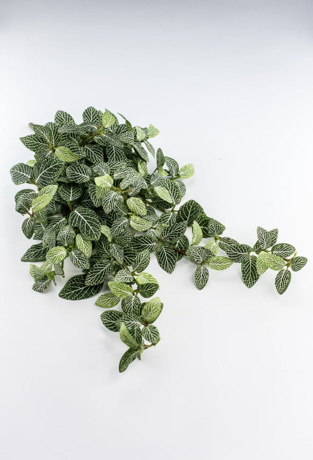 Mini fittonia hanging bush vine - Greenery Marketspring summer greeneryFl5956 - GC