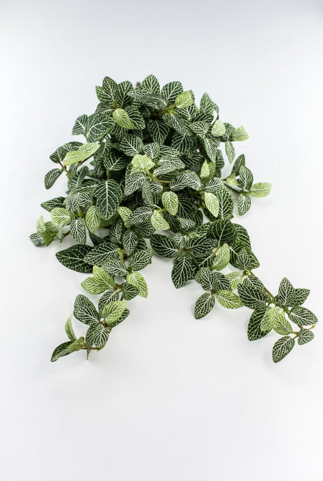 Mini fittonia hanging bush vine - Greenery Marketspring summer greeneryFl5956 - GC