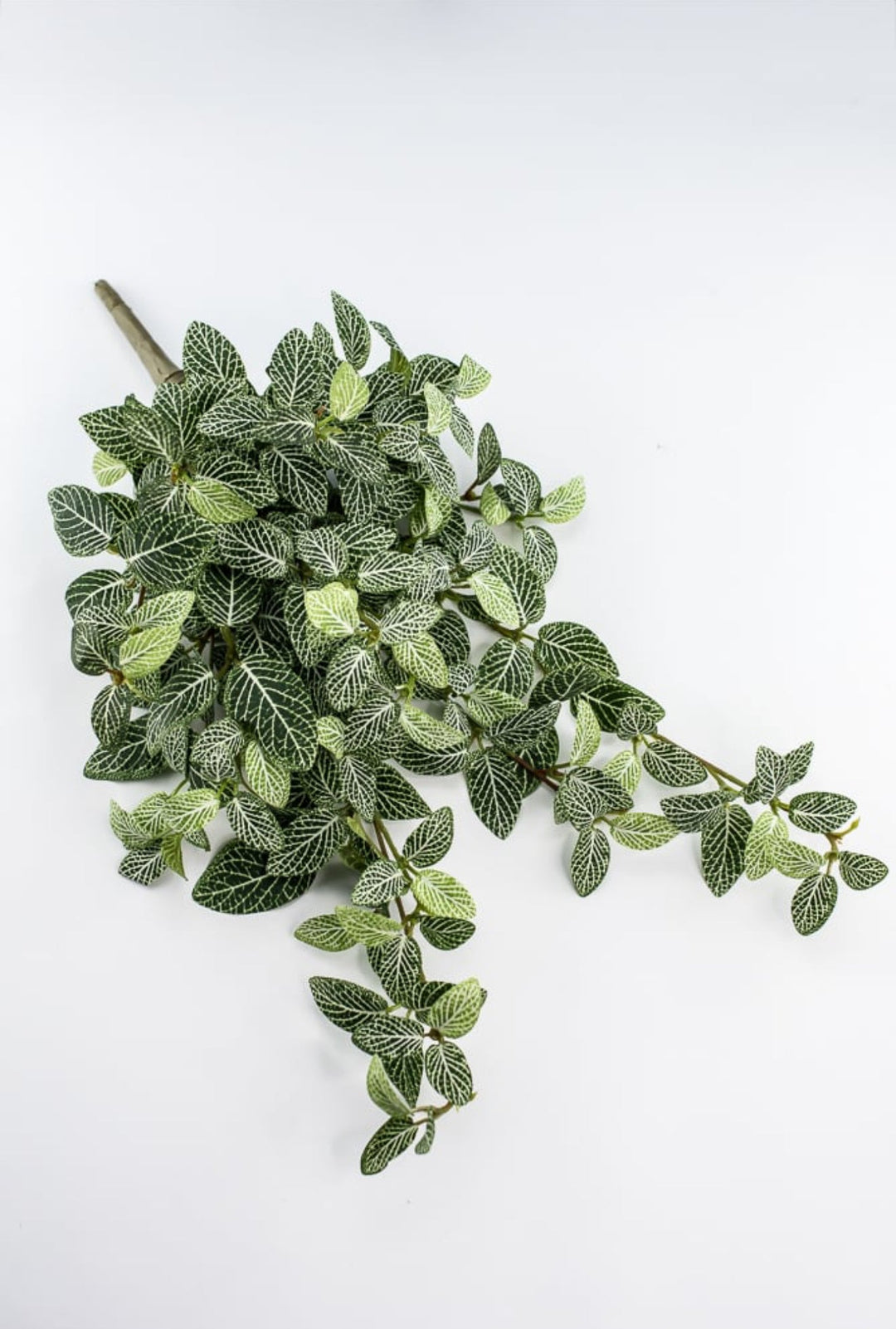 Mini fittonia hanging bush vine - Greenery Marketspring summer greeneryFl5956 - GC