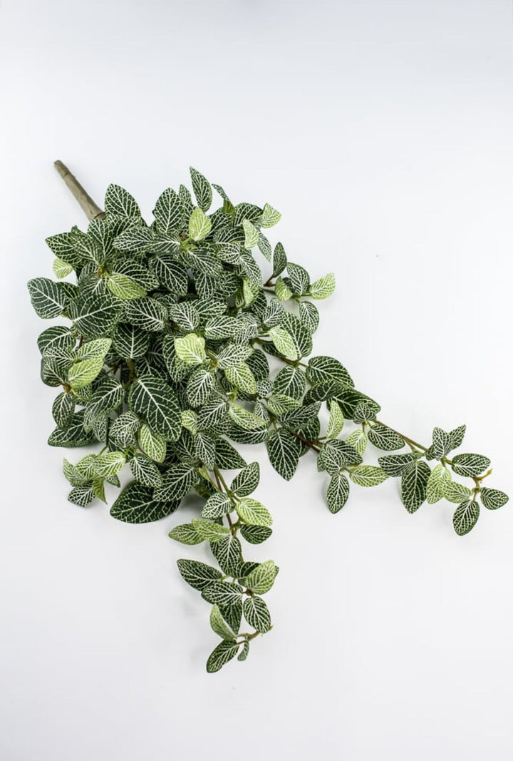Mini fittonia hanging bush vine - Greenery Marketspring summer greeneryFl5956 - GC