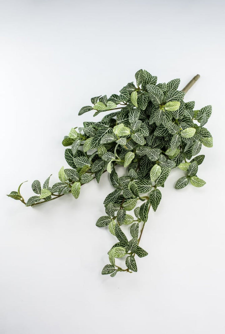 Mini fittonia hanging bush vine - Greenery Marketspring summer greeneryFl5956 - GC