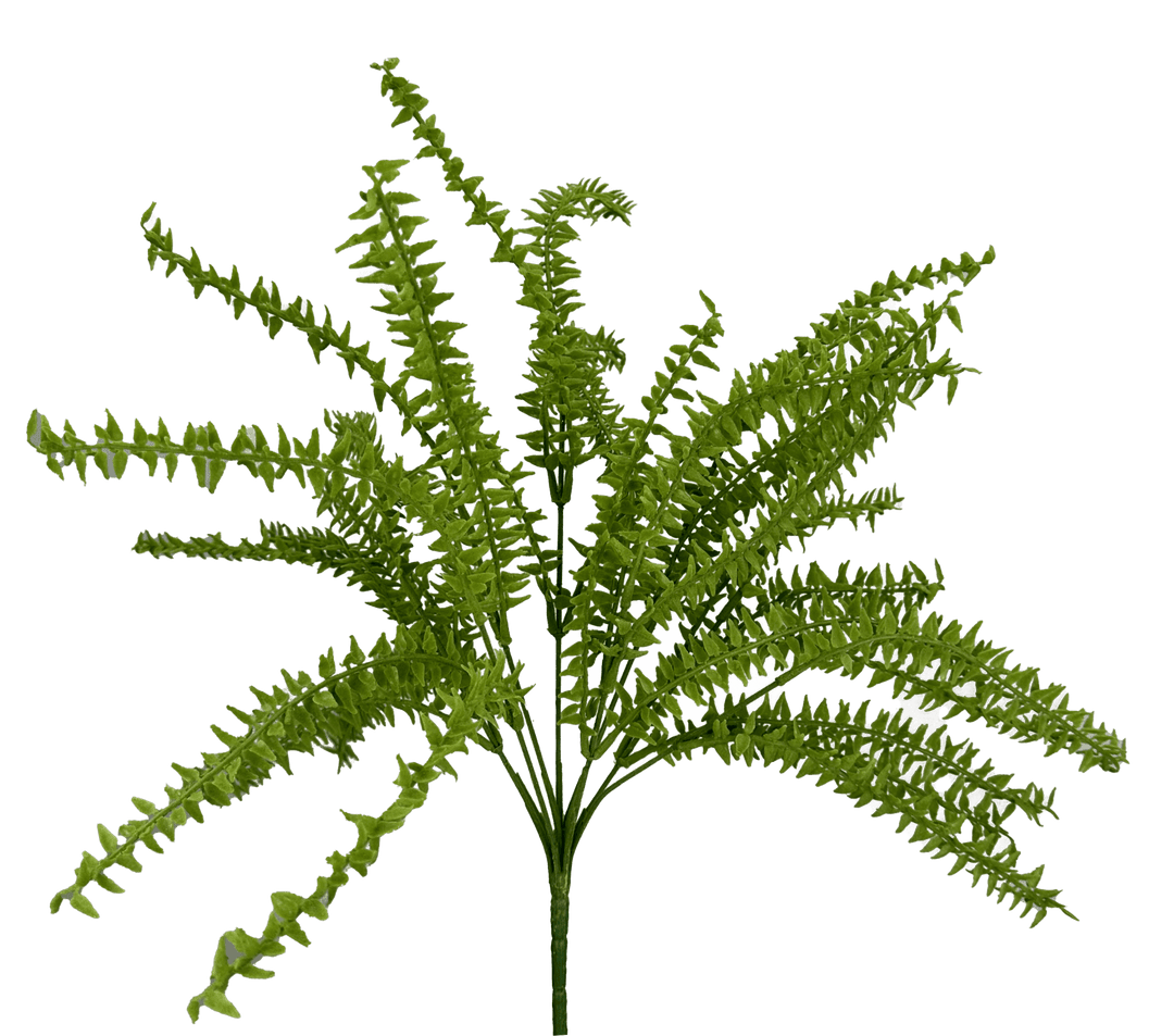 Moss Boston Fern Bush - Greenery Market13630GN