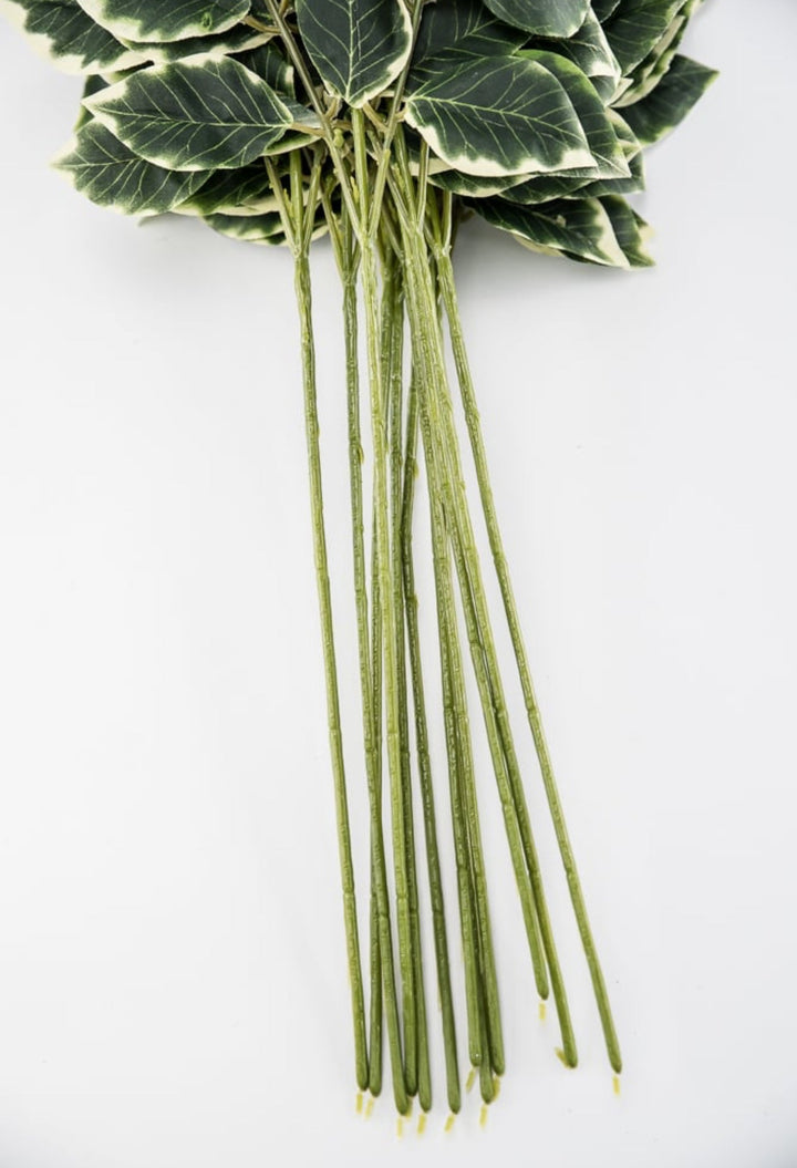 ONE DOZEN - Variegated leaf sprays - Greenery Marketgreenery13147VAGN x ONE DOZEN