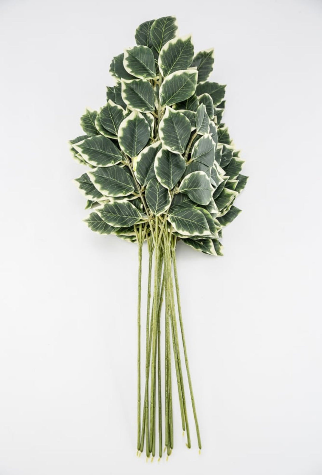 ONE DOZEN - Variegated leaf sprays - Greenery Marketgreenery13147VAGN x ONE DOZEN