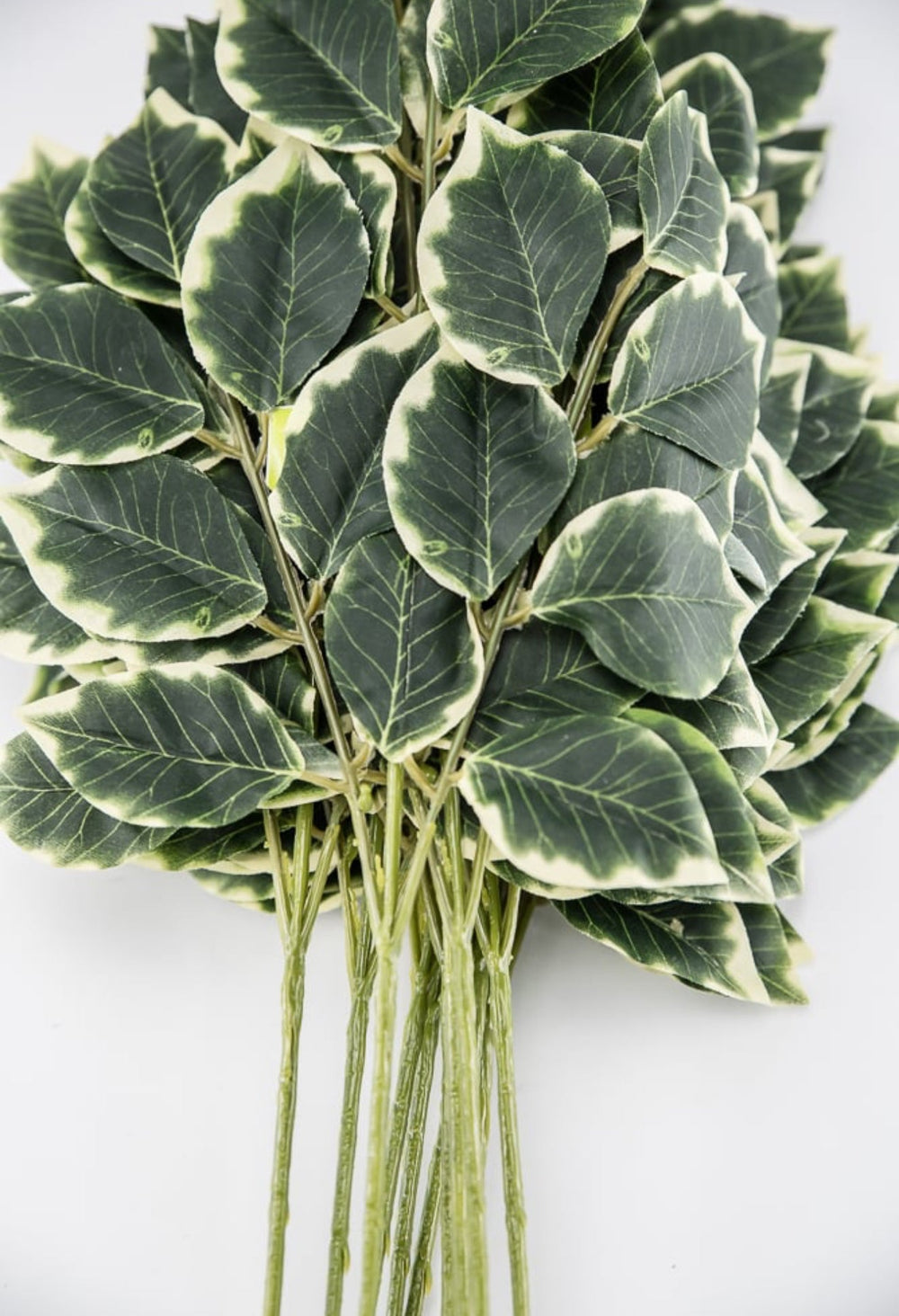 ONE DOZEN - Variegated leaf sprays - Greenery Marketgreenery13147VAGN x ONE DOZEN