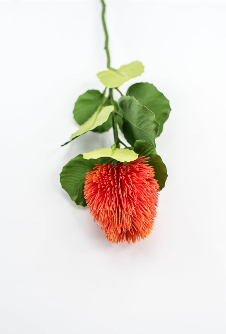 Orange Banksia Stem - Greenery Market63674OR