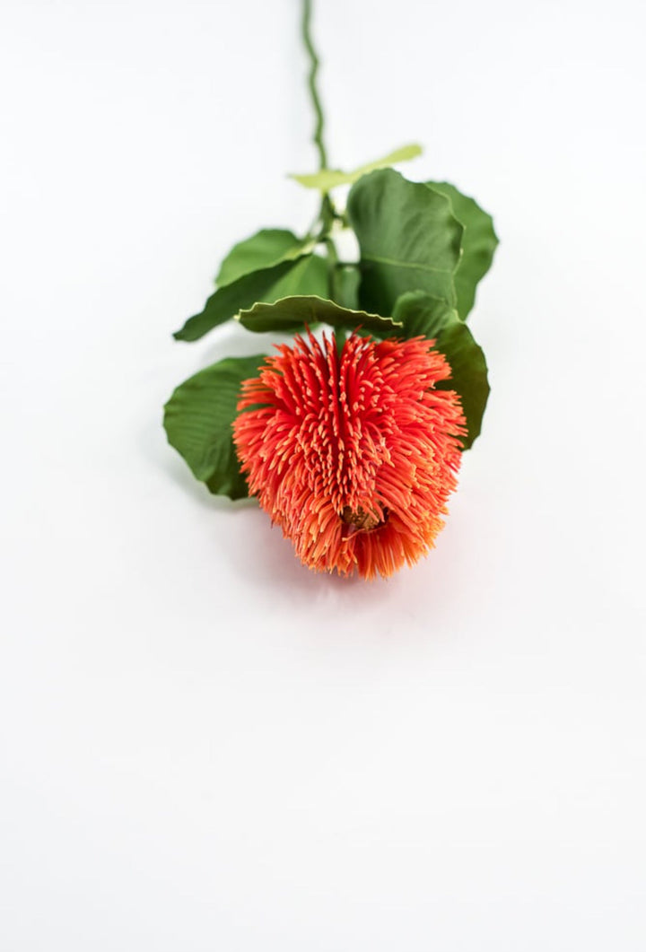 Orange Banksia Stem - Greenery Market63674OR