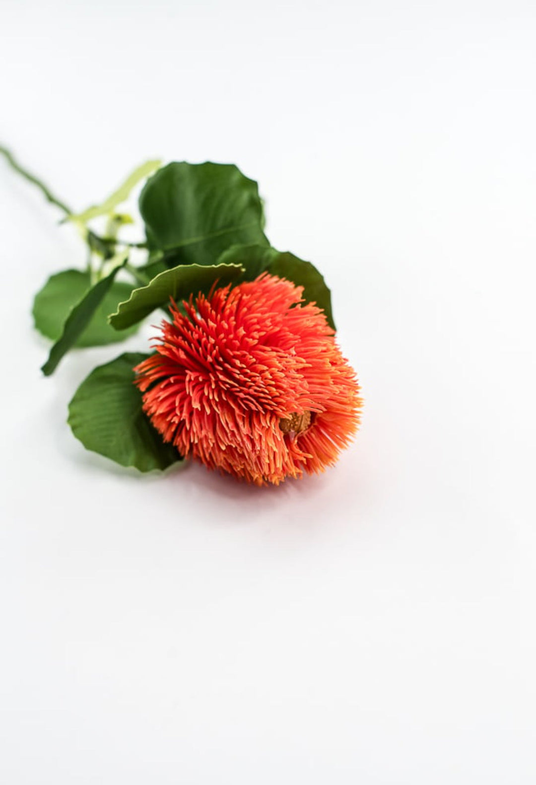 Orange Banksia Stem - Greenery Market63674OR