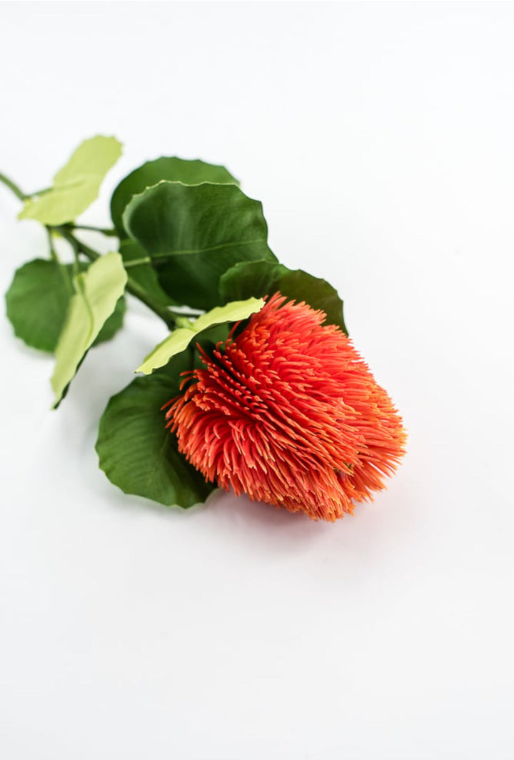 Orange Banksia Stem - Greenery Market63674OR