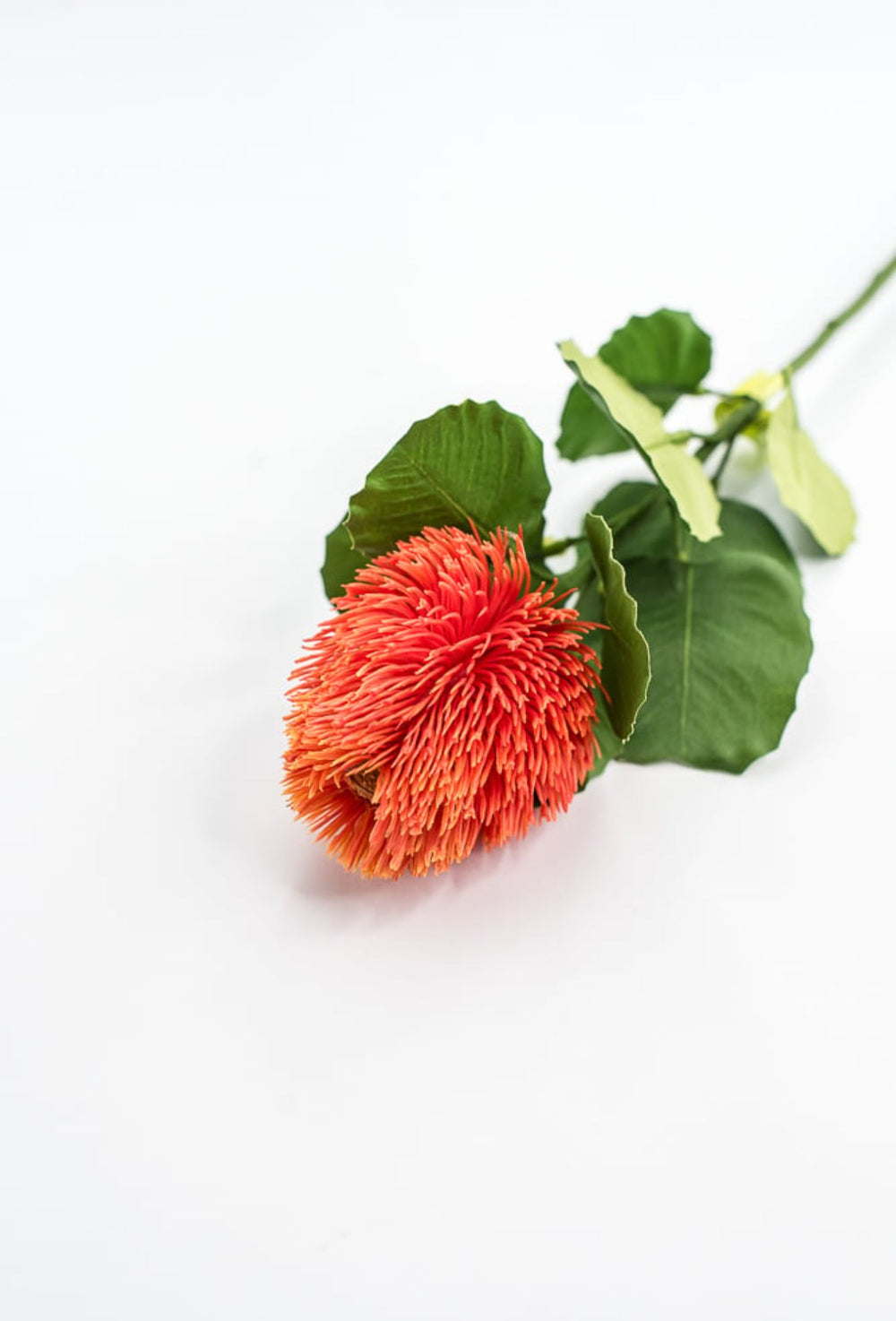 Orange Banksia Stem - Greenery Market63674OR