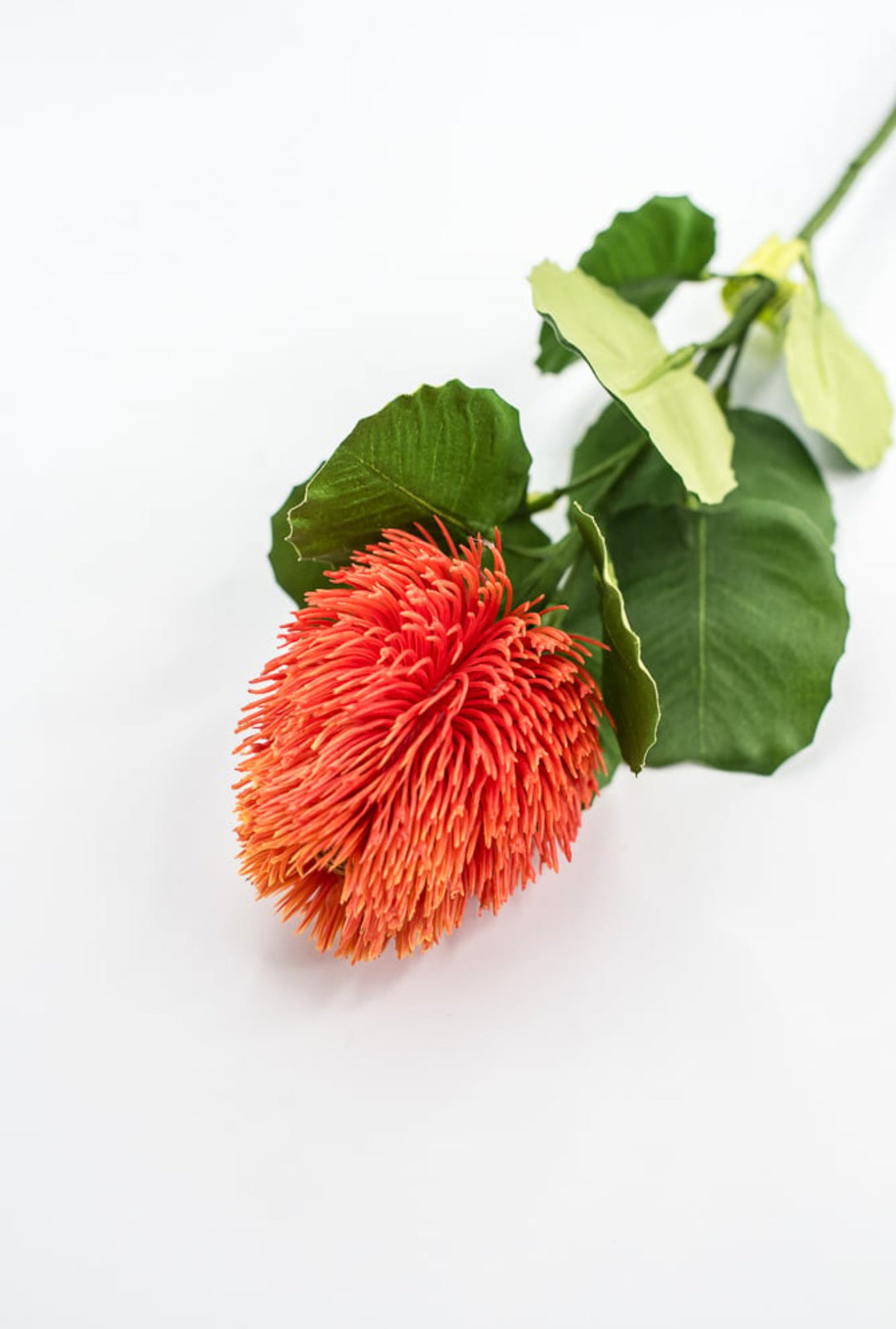 Orange Banksia Stem - Greenery Market63674OR