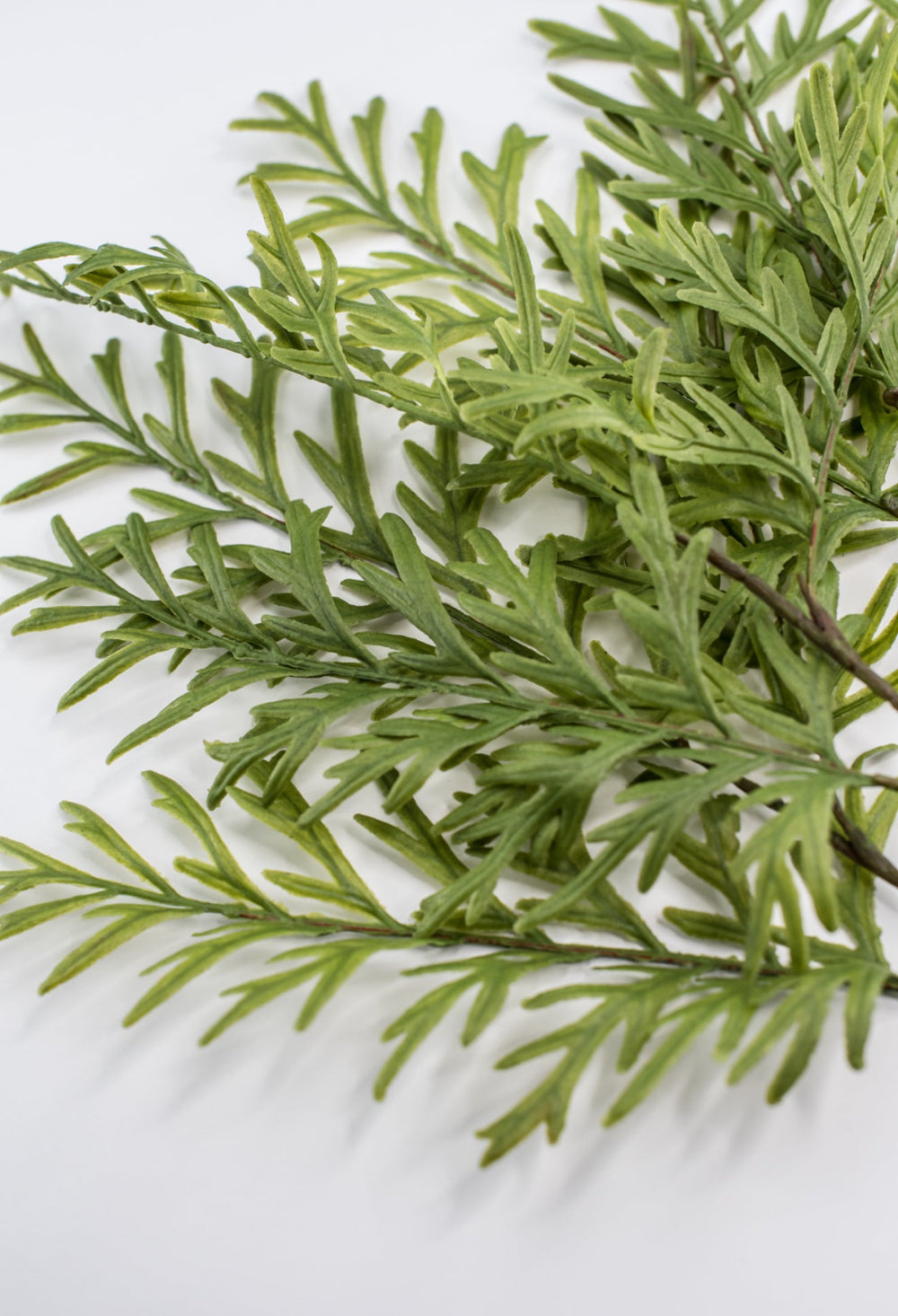 Oyster Fern Spray - Soft Touch - Greenery Market28305