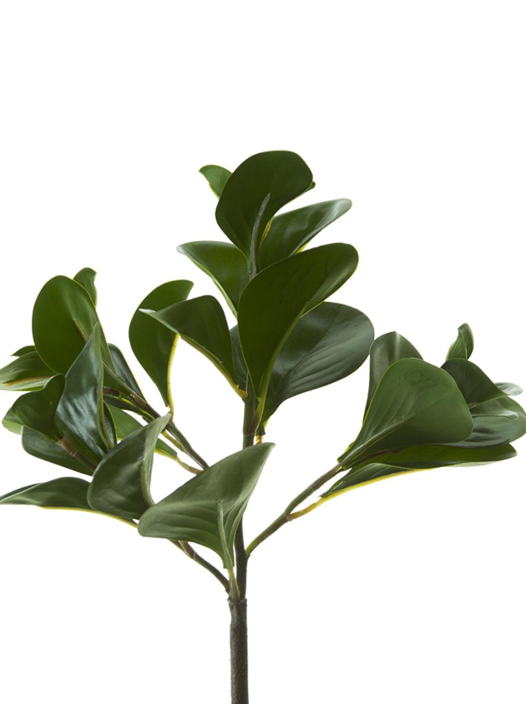 Peperomia bush green - Greenery Marketgreenery2320044DG