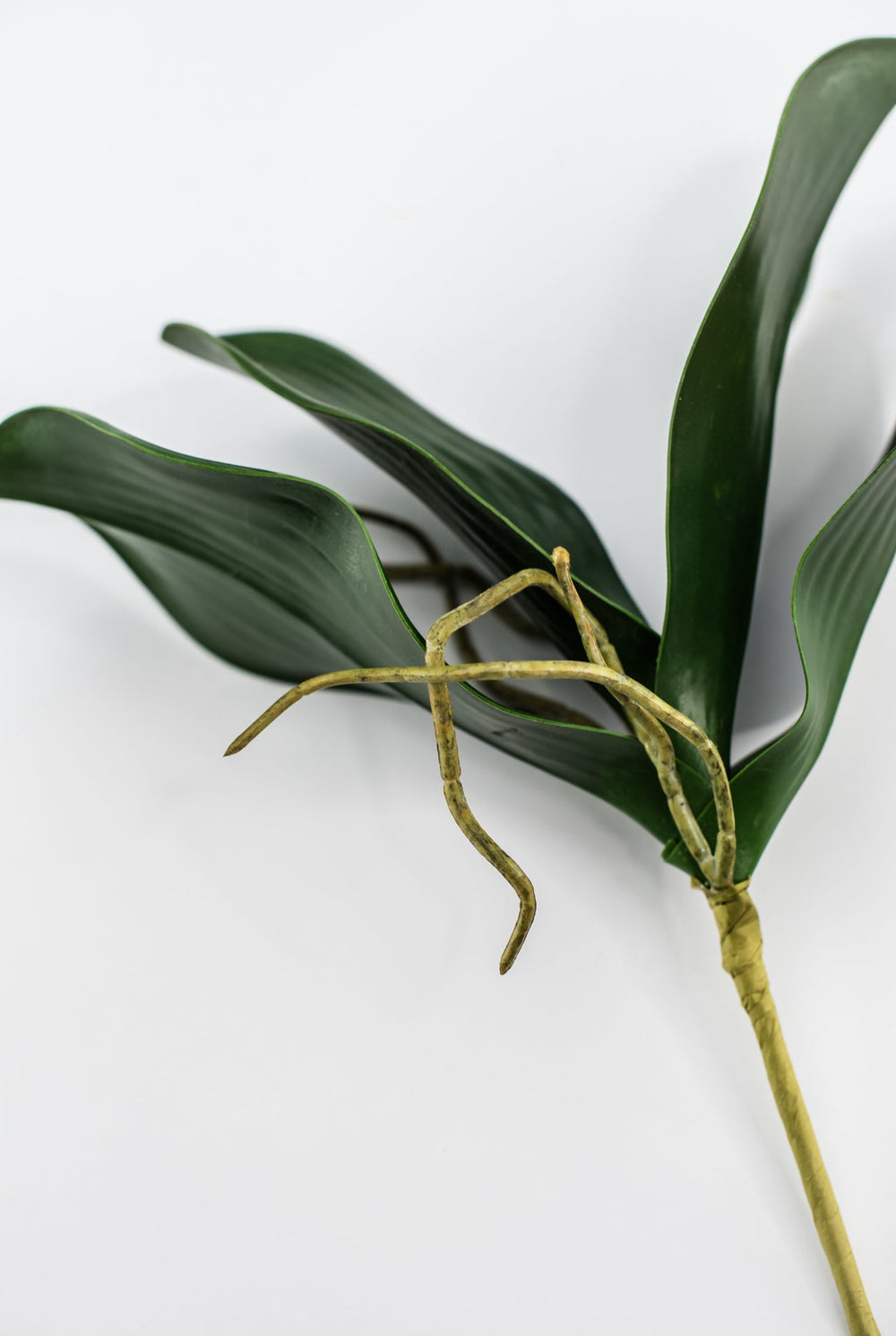 phalaenopsis, orchid Flower foliage - Greenery MarketArtificial FloraMTF19735
