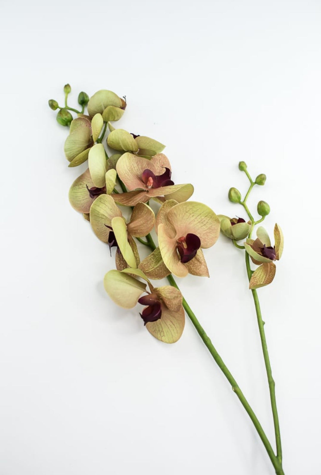 Phalaenopsis, Orchid Flower spray - Greenery MarketArtificial Flora6478 - MVG