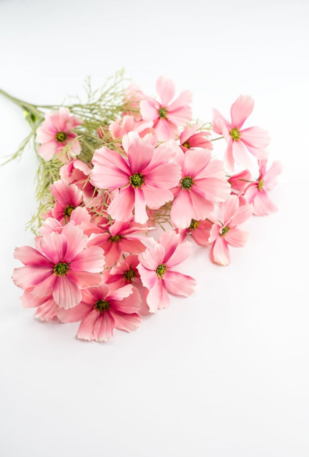 Pink Garden Cosmos Bush - Greenery Market63664PK