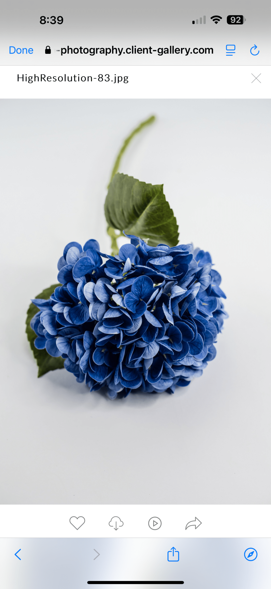 Real touch, Hydrangea stem - dark blue - Greenery MarketMTF24138 DKBL