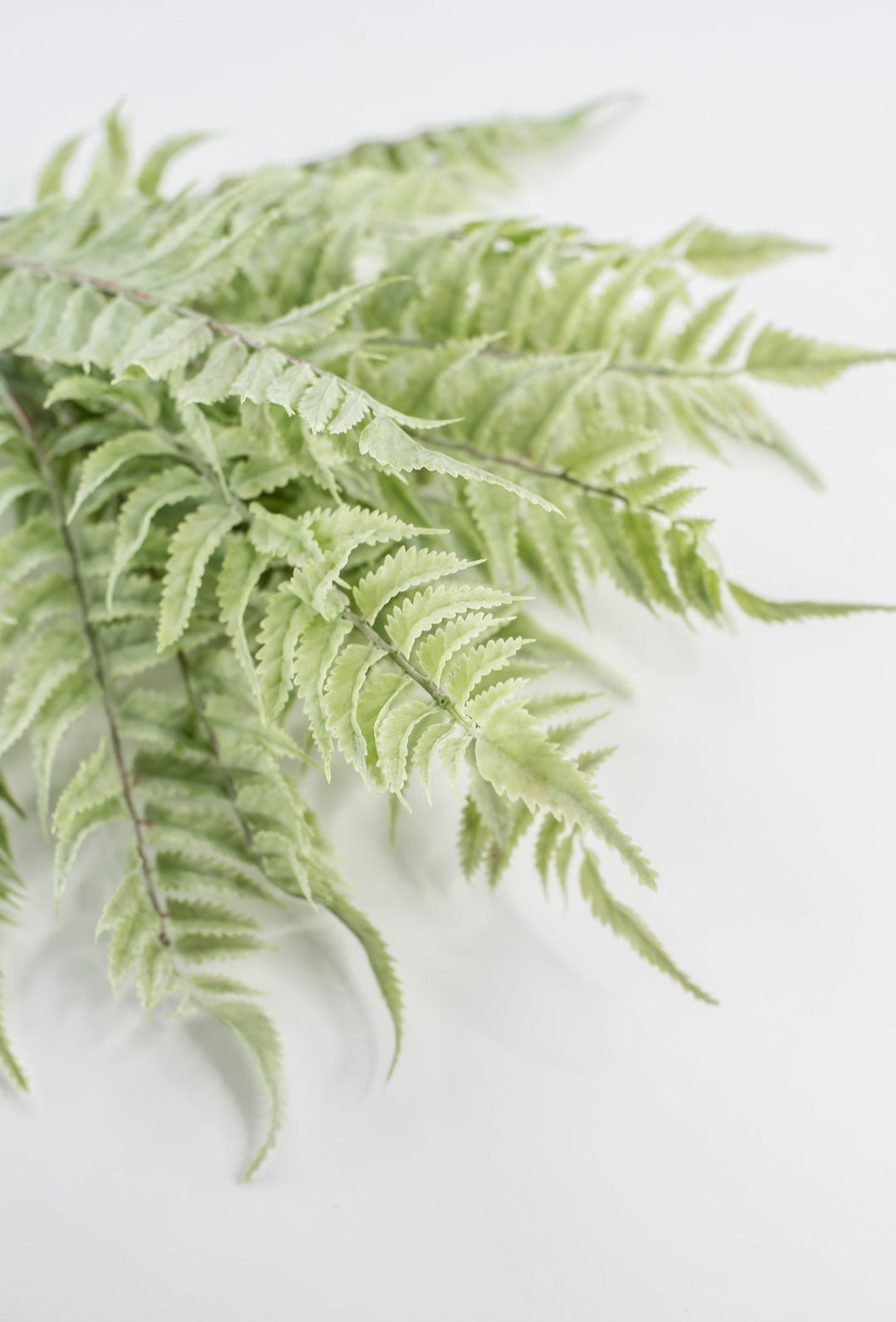 Real touch, soft green, fern bush - Greenery Marketgreenerymtf22172