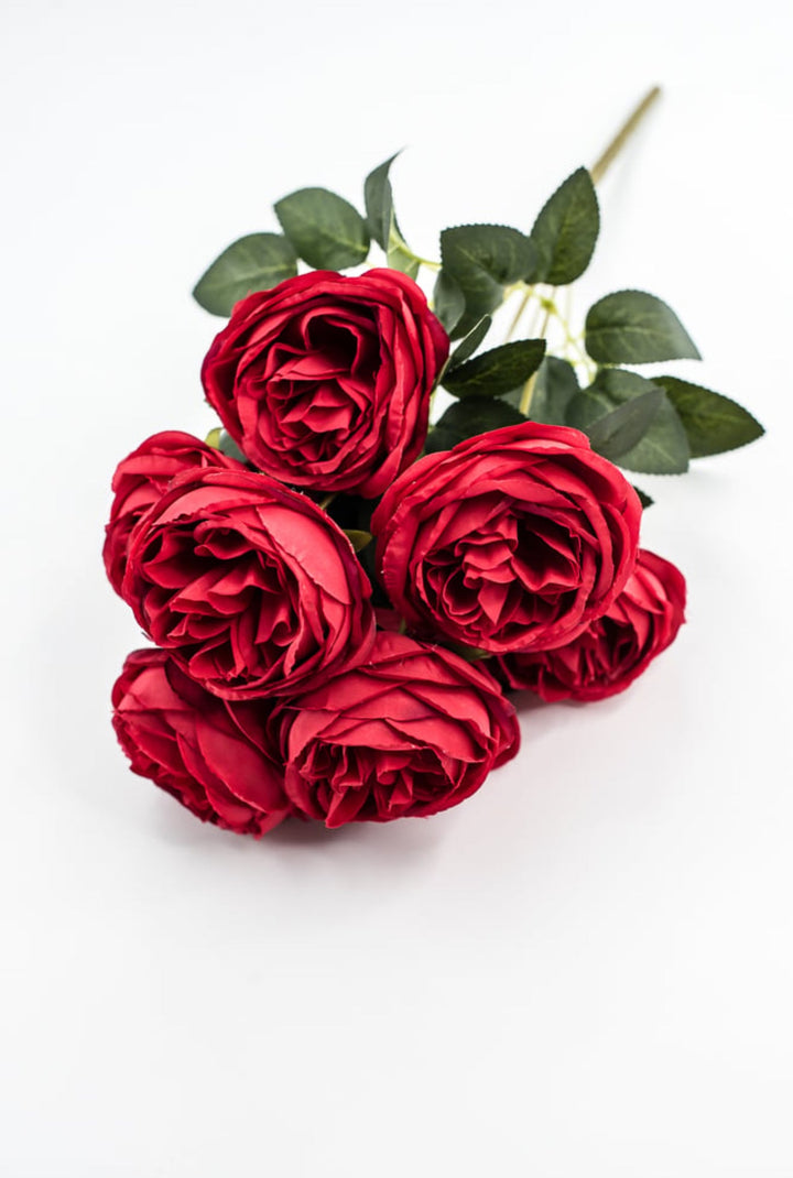 Red Cabbage Rose Bush - Greenery Market35133RD
