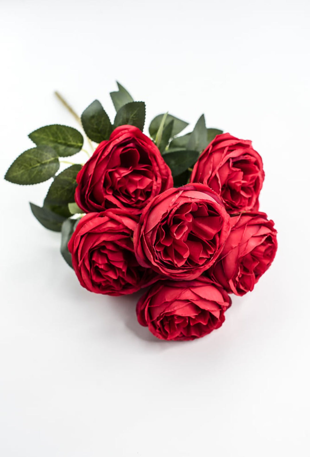 Red Cabbage Rose Bush - Greenery Market35133RD