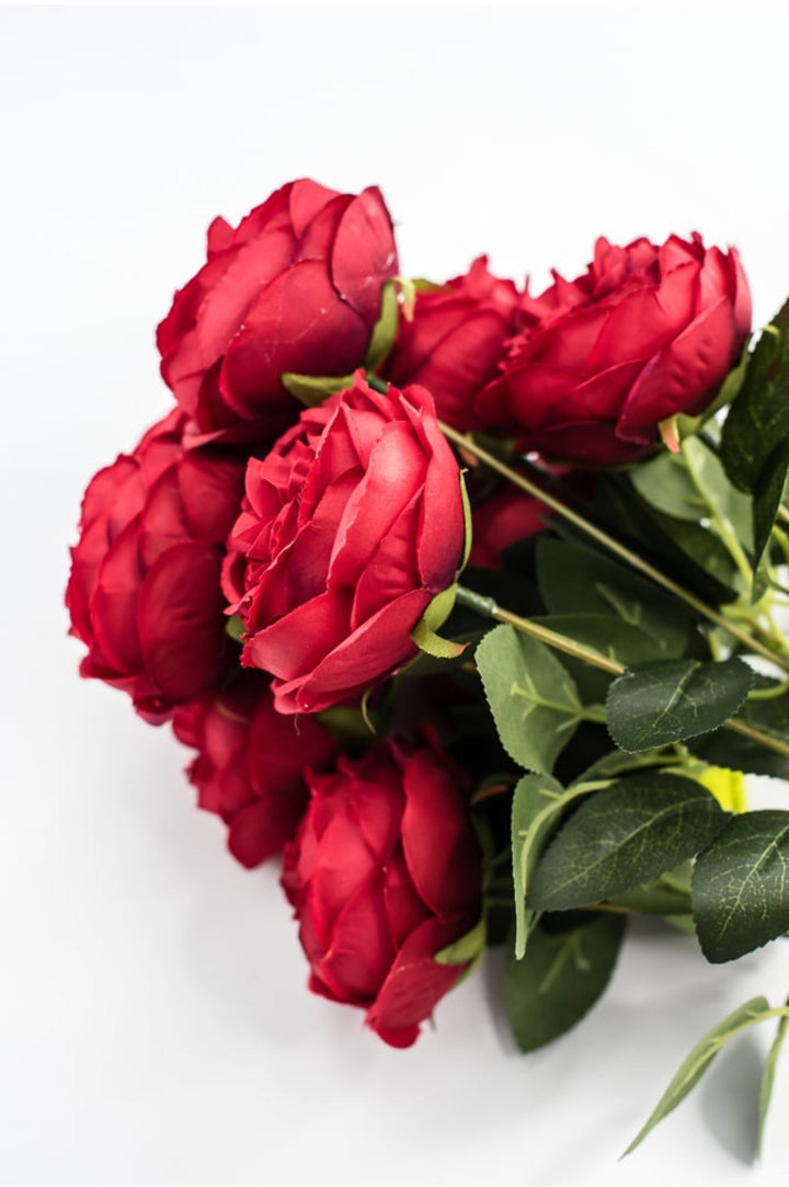 Red Cabbage Rose Bush - Greenery Market35133RD