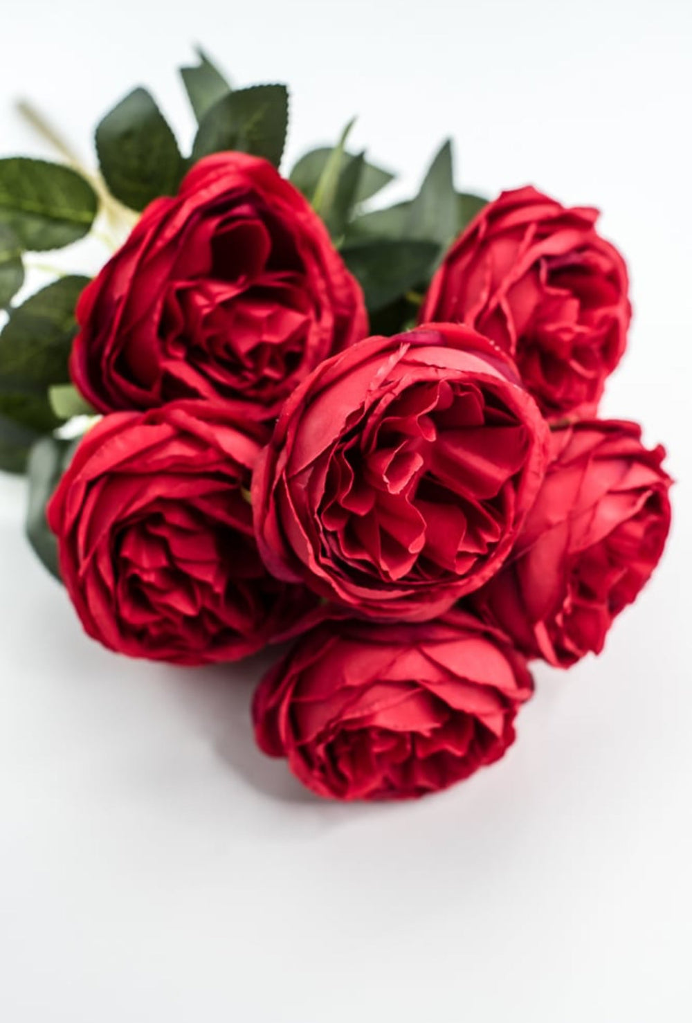 Red Cabbage Rose Bush - Greenery Market35133RD