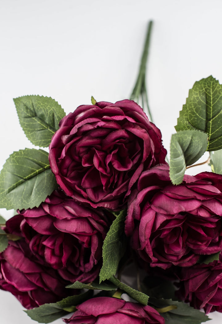 Rose bush - Burgundy wine - Greenery Market84487 - BG