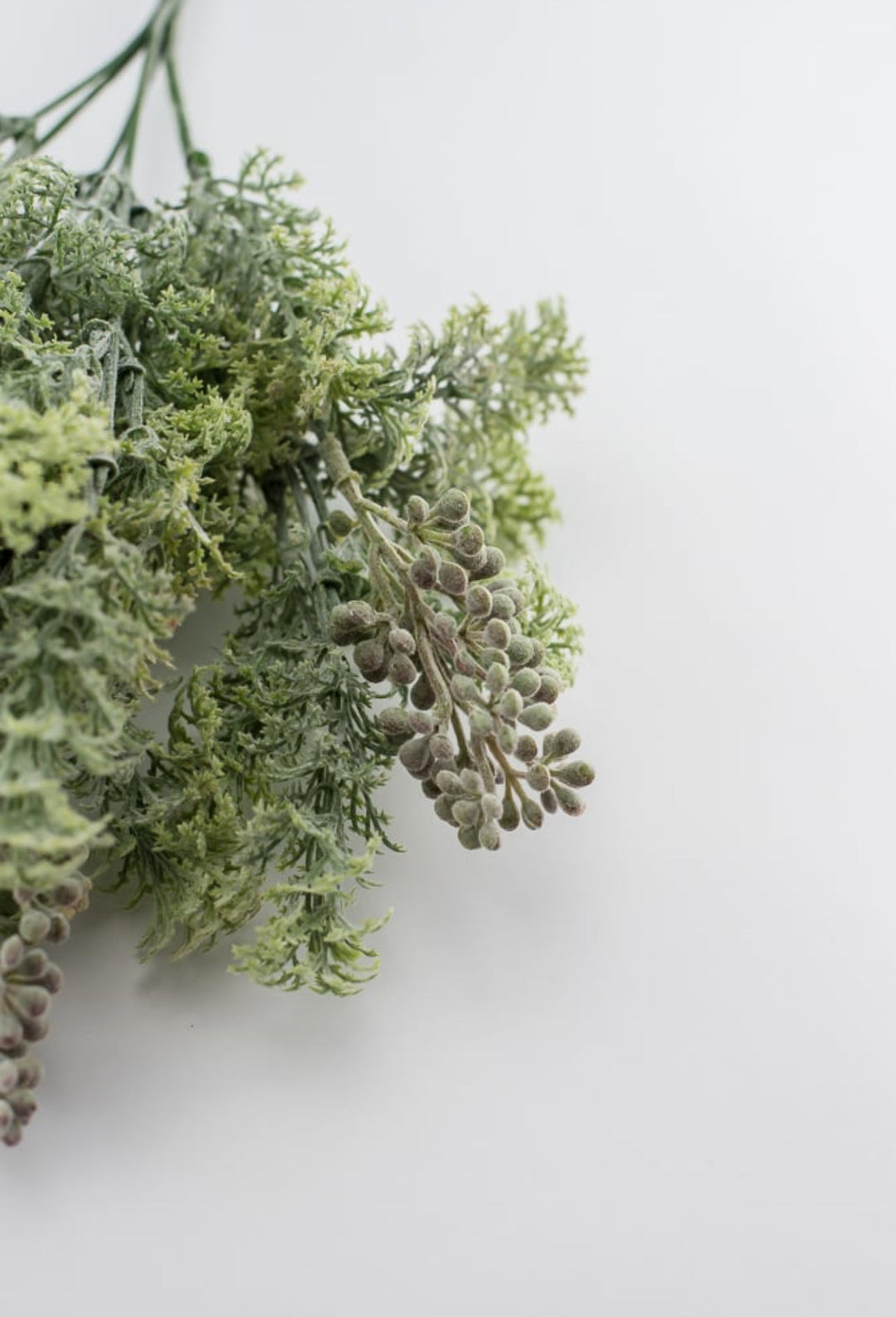 Sage green lace leaf greenery bush - Greenery MarketFL4522 - SG